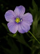 Linum perene 14-4186